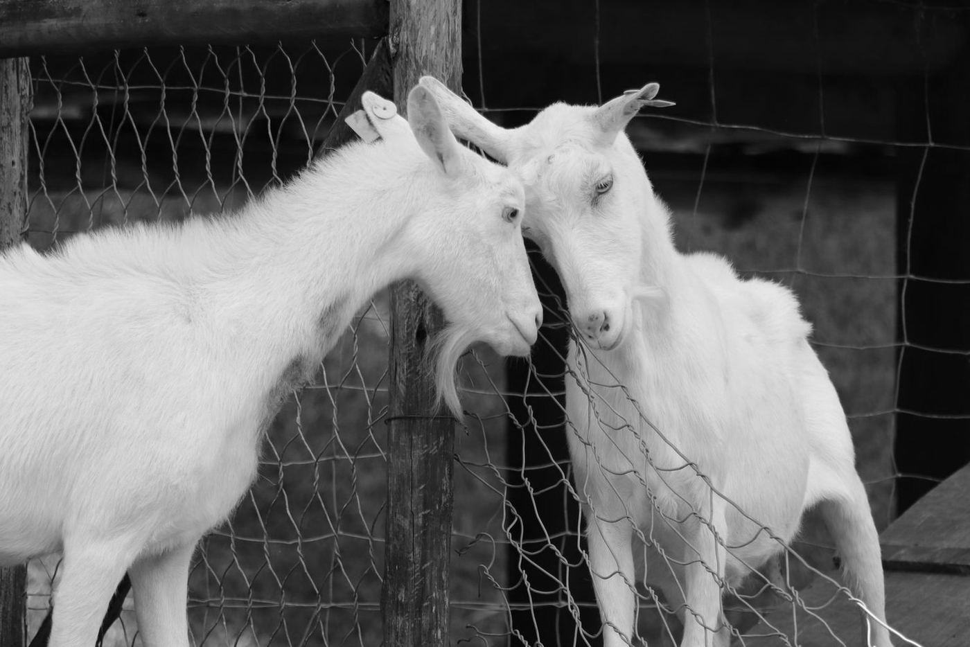 Dos cabras blancas apoyadas en una cerca de alambre, una recostada en la otra