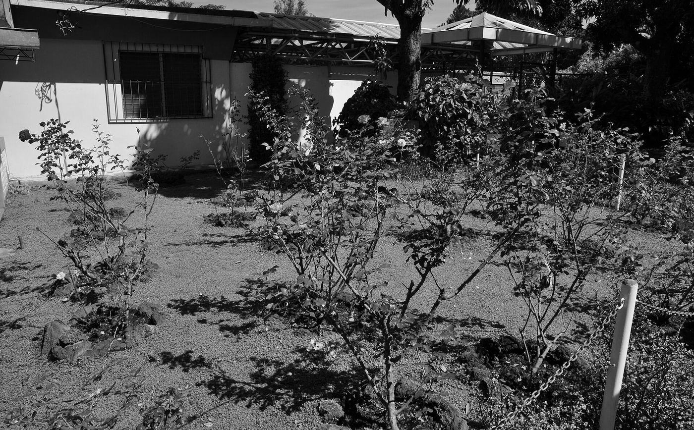 Rosas sembradas en el jardín de la Universidad Centroamericana de San Salvador, donde fueron asesinados cinco de los jesuitas en 1989