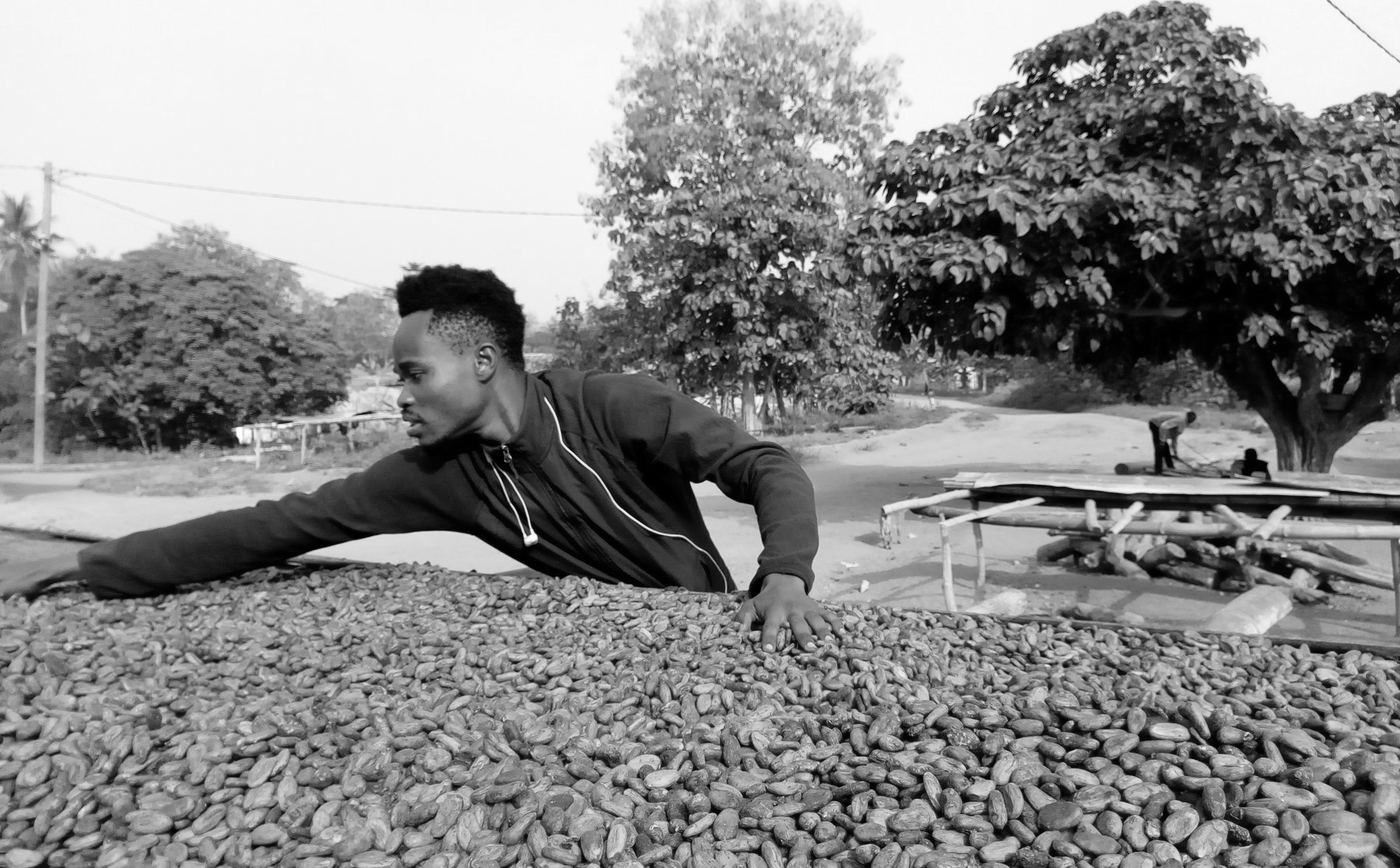 Un campesino extiende granos de cacao para que se sequen al sol en una finca de Ghana